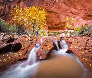 Stany Zjednoczone, Wąwóz, Roślinność, Czerwone, Rzeka Coyote Gulch, Drzewa, Jesień, Liście, Stan Utah, Skały