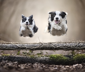 Skok, Poprzeczka, Biegnące, Dwa, Psy, Border collie