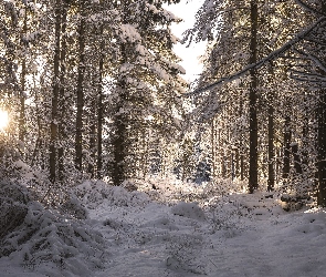 Zima, Drzewa, Śnieg, Słoneczny, Dzień, Las