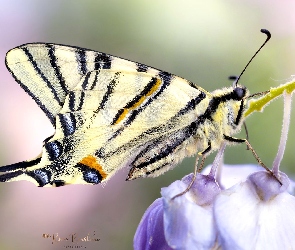 Motyl, Rozmycie, Kwiaty, Makro, Paź królowej