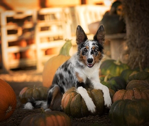 Leżący, Dynie, Border collie, Pies