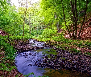 Drzewa, Kamienie, Rzeczka, Potok, Las