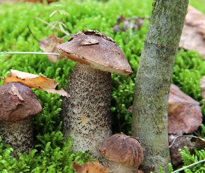 Koźlaki, Liście, Grzyby