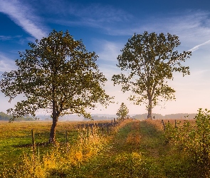 Łąka, Ogrodzenie, Drzewa, Trawa, Droga