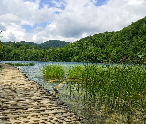 Trawa, Lasy, Wzgórze, Chorwacja, Pomost, Jezioro, Park Narodowy Jezior Plitwickich, Drzewa