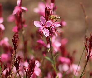 Pszczoła, Gaura, Różowe, Kwiaty