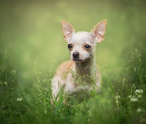 Chihuahua krótkowłosa, Trawa, Pies
