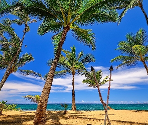 Chmury, Plaża, Palmy, Morze