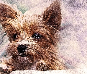 Szczeniak, Grafika, Mordka, Yorkshire terrier, Pies