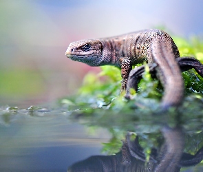 Odbicie, Woda, Agama, Rośliny