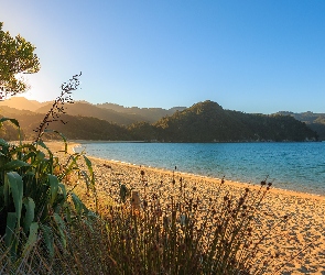 Wschód słońca, Plaża, Drzewa, Nowa Zelandia, Region Tasman, Takaka, Wyspa Południowa, Morze