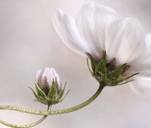 Biały, Pąk, Kwiat