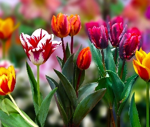 2D, Tulipany, Kwiaty, Kolorowe
