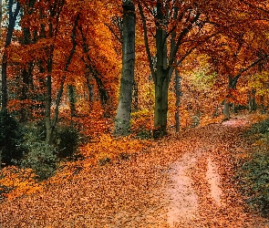 Drzewa, Kolorowe, Droga, Las, Liście, Jesień, Opadłe