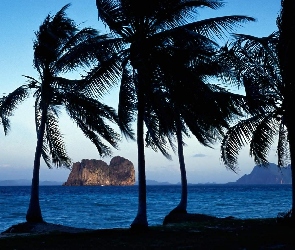 Palmy, Morze, Tajlandia