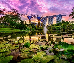 Staw, Singapur, Hotel Marina Bay Sands, Futurystyczny ogród Gardens by the Bay, Lilie wodne