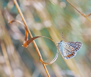 Motyl, Źdźbło, Trawa, Modraszek ikar