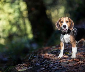 Beagle, Las, Pies