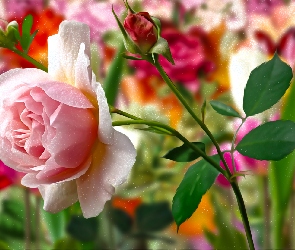 Grafika, Róża, Kwiaty, Różowa