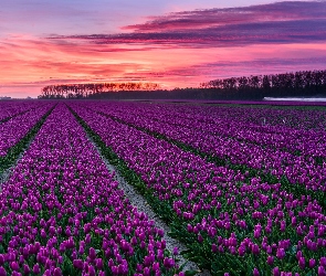 Zachód słońca, Drzewa, Fioletowe, Pole, Tulipany, Plantacja