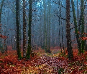 Bezlistne, Mgła, Las, Drzewa, Jesień
