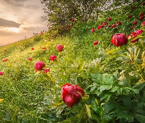 Kwiaty, Trawa, Zbocze, Piwonia