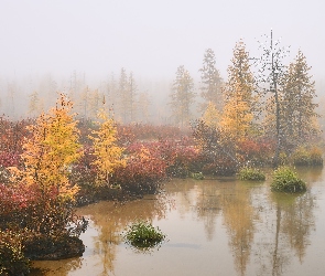 Mgła, Jesień, Rosja, Jezioro Jack London, Kołyma, Obwód magadański, Drzewa