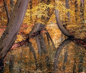 Jesień, Las, Rzeka, Opadłe, Liście, Drzewa