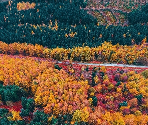 Droga, Z lotu ptaka, Jesień, Drzewa, Las