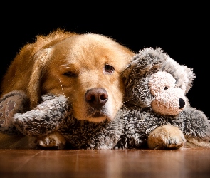 Zabawka, Pluszak, Pies, Golden retriever