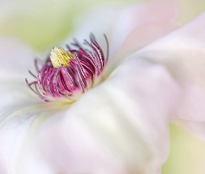 Makro, Powojnik, Biały, Kwiat, Pręciki, Clematis