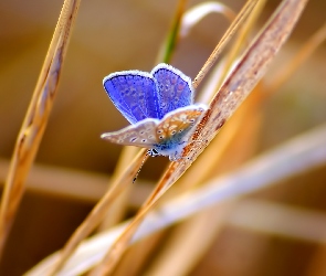 Owad, Motyl, Rozmycie, Trawa, Źdźbła, Modraszek ikar