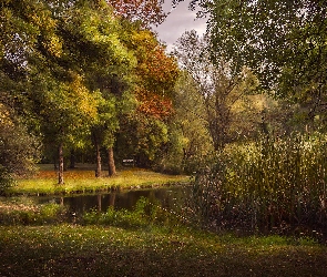 Staw, Szuwary, Park