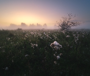 Mgła, Poranek, Łąka, Rośliny, Drzewa