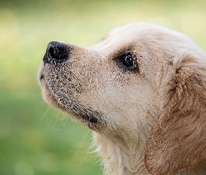 Golden retriever, Szczeniak, Pies, Mordka