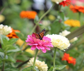 Cynie, Danaid wędrowny, Monarcha, Motyl, Kwiaty