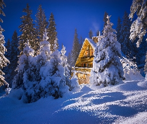 Zima, Drzewa, Las, Śnieg, Ośnieżony, Dom