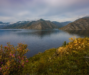 Jezioro, Kwiaty, Krzew, Góry