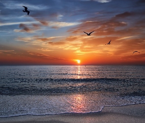 Ptaki, Zachód słońca, Morze
