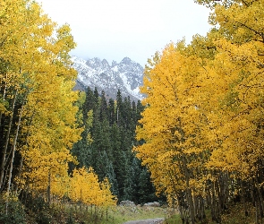 Jesień, Las, Góry, Liście, Brzozy, Żółte