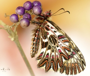 Makro, Roślina, Motyl, Zygzakowiec rubinowy