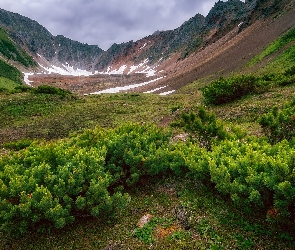 Iglaki, Krzewy, Góry, Dolina