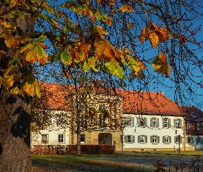 Drzewo, Niemcy, Badenia-Wirtembergia, Ludwigsburg, Pałac Monrepos