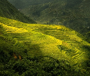Ryżowe, Pola uprawne, Wzgórza, Wietnam, Sa Pa, Tarasy ryżowe, Prowincja Lao Cai, Pola