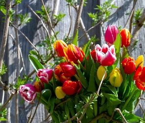 Tulipany, Kolorowe, Kwiaty, Bukiet