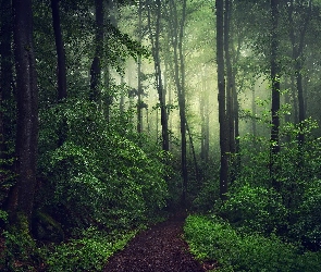 Las, Zielone, Ścieżka, Krzewy, Mgła, Drzewa