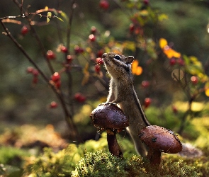 Gałązki, Światło, Pręgowiec, Chipmunk, Grzyby