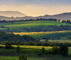 Wzgórza, Lato, Drzewa, Pola uprawne