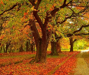 Park, Drzewa, Ścieżka, Kolorowe, Liście, Jesień