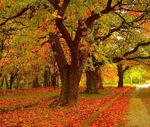 Ścieżka, Liście, Drzewa, Park, Jesień, Kolorowe